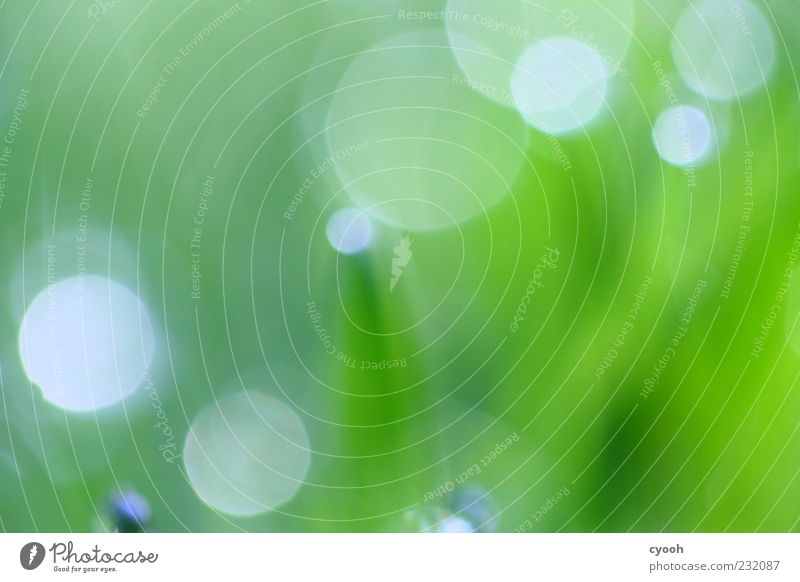 Punkte Natur Pflanze Gras einfach frisch nass saftig grün Unschärfe Erscheinung Lichtspiel Wassertropfen Wiese Farbfoto Außenaufnahme Nahaufnahme abstrakt