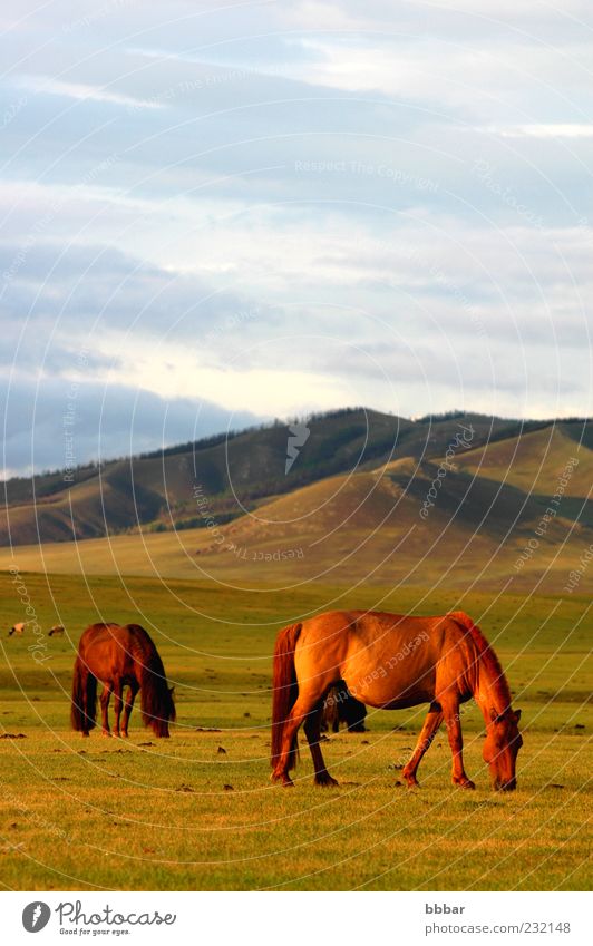 Pferdelandschaft auf der Wiese ruhig Berge u. Gebirge Umwelt Natur Landschaft Pflanze Tier Himmel Wolken Sonnenaufgang Sonnenuntergang Sonnenlicht Sommer