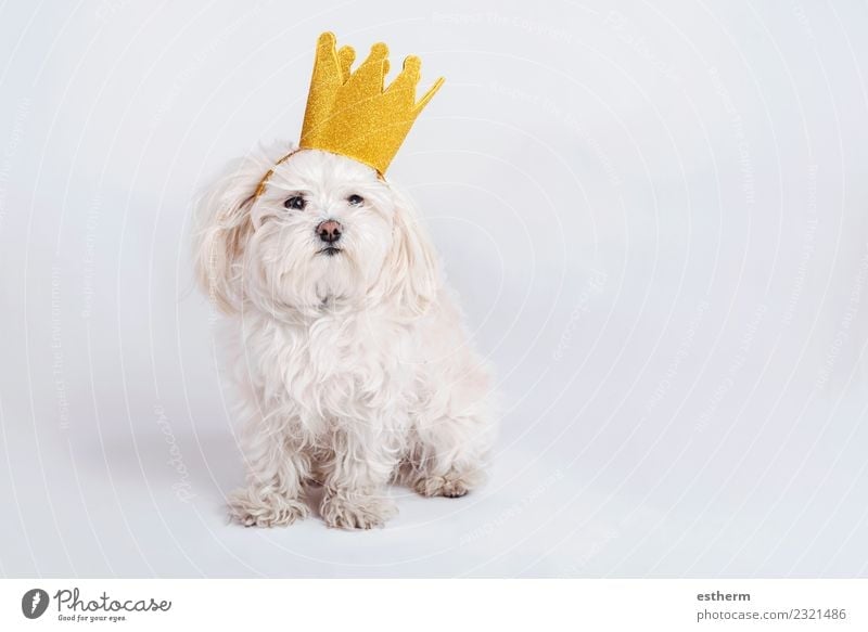lustiger Hund mit Krone auf weißem Hintergrund Tier Haustier 1 sitzen Freundlichkeit Fröhlichkeit Glück Sympathie Freundschaft Zusammensein Liebe Tierliebe
