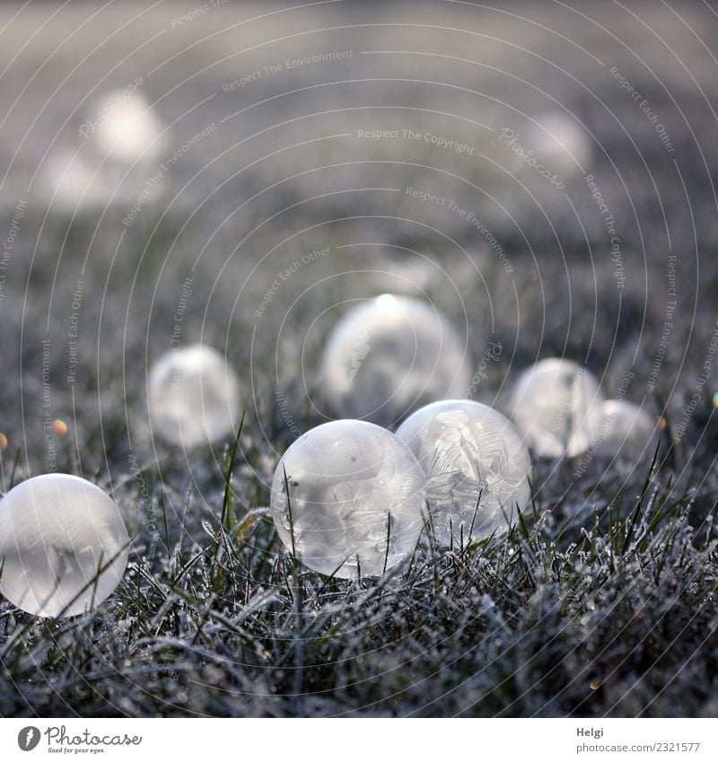 1600 | Eisblasen V Umwelt Natur Pflanze Winter Frost Gras Garten Seifenblase Kugel frieren leuchten liegen ästhetisch außergewöhnlich einzigartig kalt rund grau