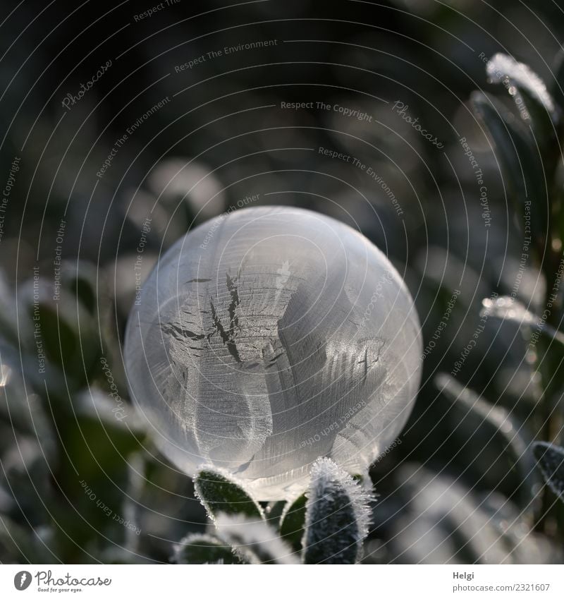 Jahreszeiten | Eisblase Natur Pflanze Winter Frost Blatt Garten Seifenblase frieren glänzend leuchten liegen außergewöhnlich einzigartig kalt rund grau grün
