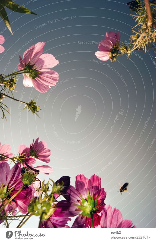 Flora & Fauna Umwelt Natur Landschaft Pflanze Tier Wolkenloser Himmel Sommer Schönes Wetter Schmuckkörbchen Garten Biene 1 beobachten Bewegung Blühend fliegen
