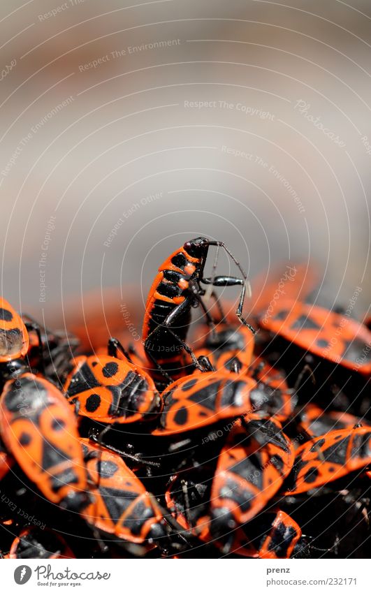 Krabbelgruppe Tier Käfer Tiergruppe Schwarm kämpfen rot schwarz Haufen Panzer Beine oben viele Feuerwanze Wanze Feuerkäfer Insekt Froschperspektive krabbeln
