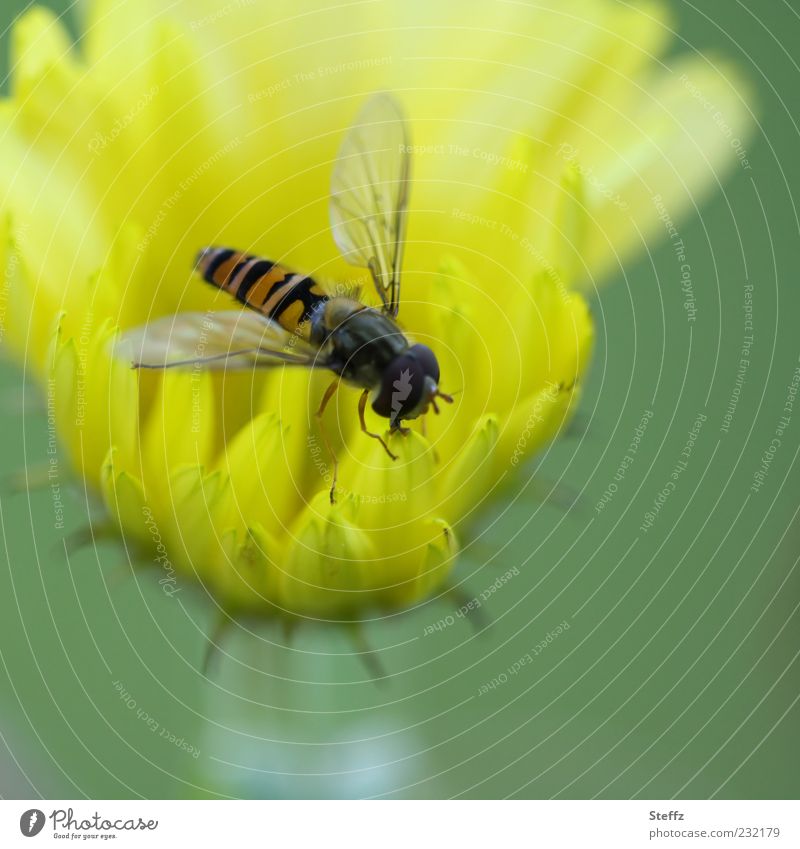 Schwebfliege auf einer gelben Gartenblume Fliege Fressen Blume gelbe blume Insekt Nahrungssuche klein hellgrün zart Sommerblume zartes Grün leicht nah