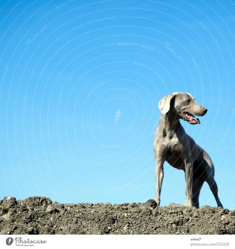 Kampfhund Himmel Wolkenloser Himmel Klima Schönes Wetter Tier Hund Tiergesicht 1 warten authentisch einfach muskulös schön blau braun Farbfoto Außenaufnahme
