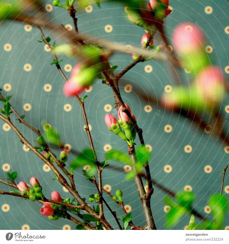 verwirrend voll Tapete Pflanze Frühling Sträucher Blatt Blüte Duft frisch retro braun grün rosa Frühlingsgefühle Farbe Kitsch durcheinander Punktmuster