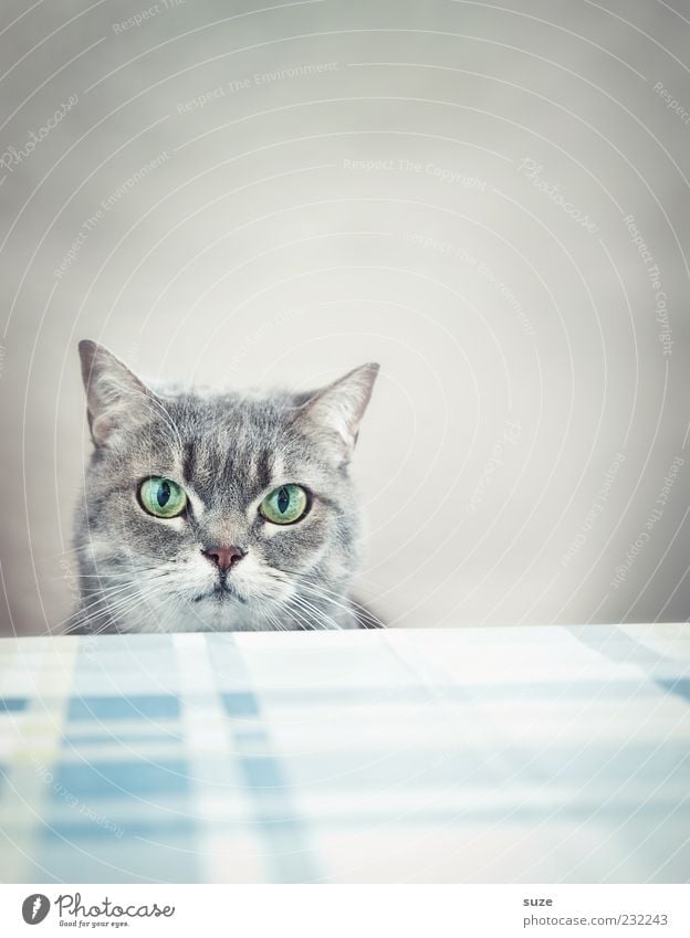 Was, kein Frühstück? Tisch Tier Haustier Katze Tiergesicht 1 lustig natürlich niedlich schön grau Langeweile Hauskatze Auge Küchentisch Katzenkopf warten