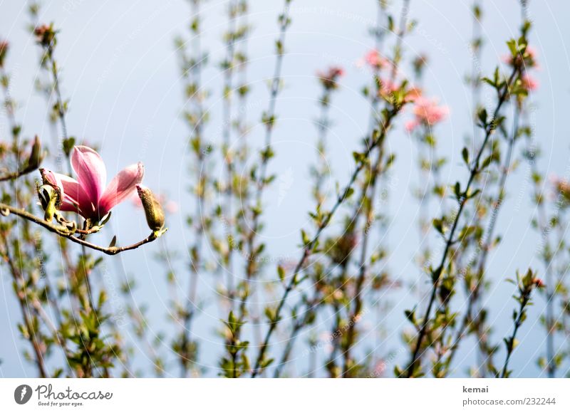 Magnolie vor Zierkirsche Umwelt Natur Pflanze Sonne Sonnenlicht Frühling Schönes Wetter Sträucher Blatt Blüte Grünpflanze Wildpflanze Zweig Ast Magnolienblüte