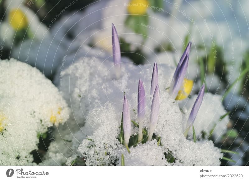 Krokusspitzen Natur Pflanze Frühling Klimawandel Schnee Blüte Krokusse Winterlinge Frühblüher Rakete Blühend ästhetisch Neugier dünn Spitze violett weiß Glück