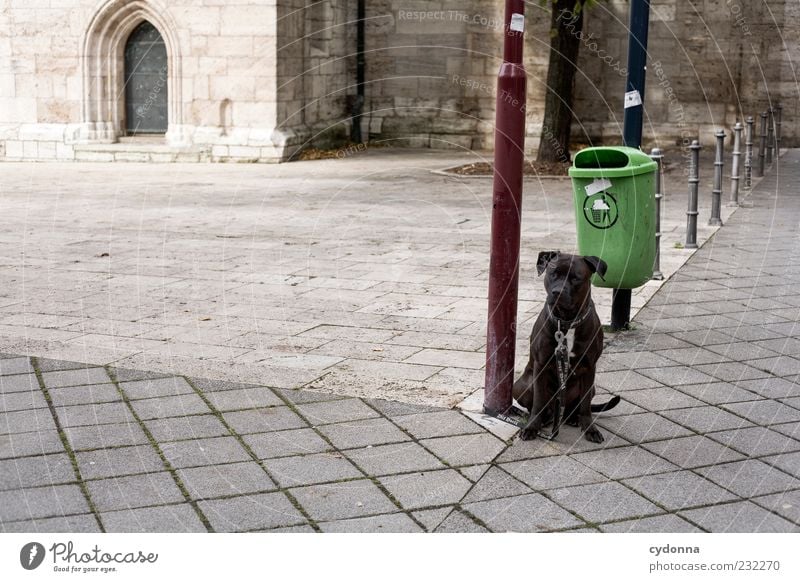 Ich komm gleich wieder Platz Hund Einsamkeit ruhig Sicherheit anleinen Hundeleine Müllbehälter Straßenbeleuchtung sitzen warten Sehnsucht kampfhund Farbfoto