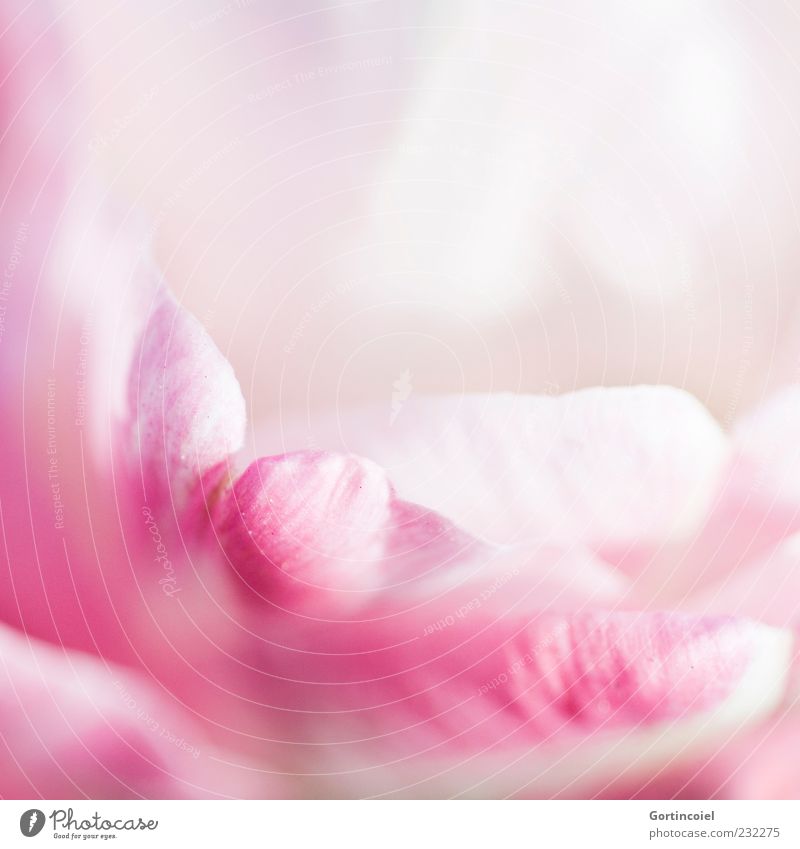 Pink Natur Frühling Blume Tulpe Blüte schön rosa Tulpenblüte Blütenblatt hell zart sanft weich Farbfoto Außenaufnahme Nahaufnahme Detailaufnahme Makroaufnahme