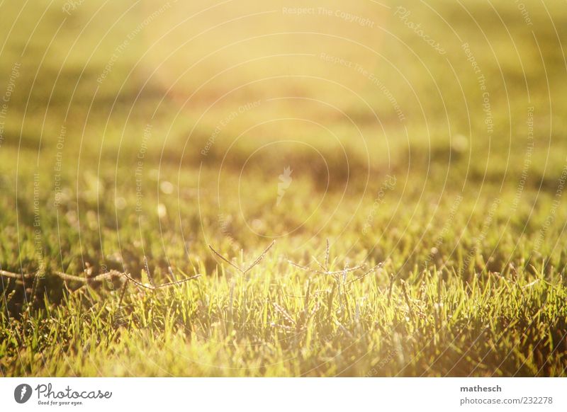 grashüpfer Natur Sonnenlicht Sommer Gras Wiese Duft weich gold grün Wachstum Rasen Farbfoto Außenaufnahme Menschenleer Textfreiraum oben Textfreiraum Mitte
