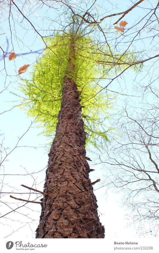 Jahreszeitenwechsel Natur Himmel Sonnenlicht Frühling Schönes Wetter Baum Holz Wachstum natürlich neu oben blau braun grün Frühlingsgefühle Beginn Baumkrone