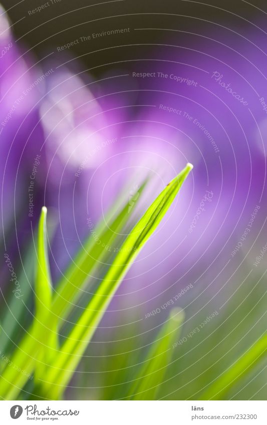 spiek Umwelt Frühling Gras Wachstum grün violett Farbfoto Außenaufnahme Strukturen & Formen Menschenleer Textfreiraum oben Tag Schwache Tiefenschärfe Halm