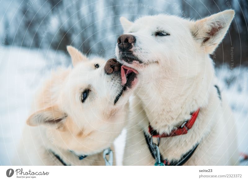 Zwei Huskys nach der Schlittenfahrt in Tromsö, Norwegen Rodeln Schnee Aktion Abenteuer Sport weiß Winter kalt Hund rennen weinen Landschaft Geschwindigkeit