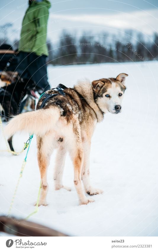 Husky vor der Schlittenfahrt in Tromsö, Norwegen Rodeln Schnee Aktion Abenteuer Sport weiß Winter kalt Hund rennen ziehen weinen Landschaft Geschwindigkeit