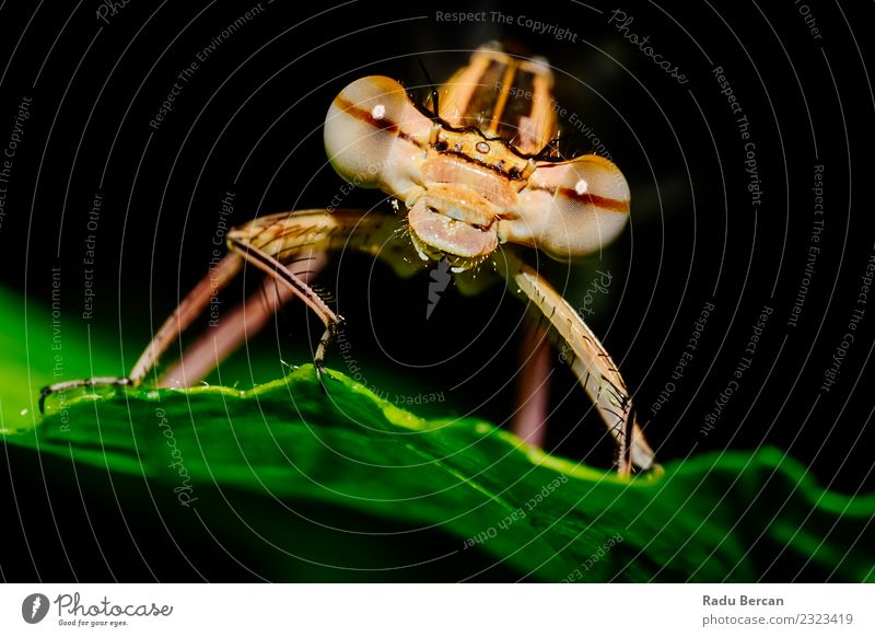 Makro-Porträt einer Libelle Umwelt Natur Pflanze Tier Sommer Sträucher Blatt Garten Wildtier Tiergesicht 1 entdecken krabbeln außergewöhnlich einfach