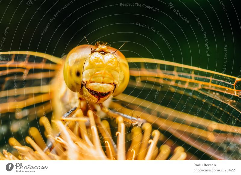 Extremes Makrofoto einer Libelle Umwelt Natur Tier Sommer Wildtier Fliege Tiergesicht Flügel 1 entdecken einzigartig klein niedlich wild gelb orange Abenteuer