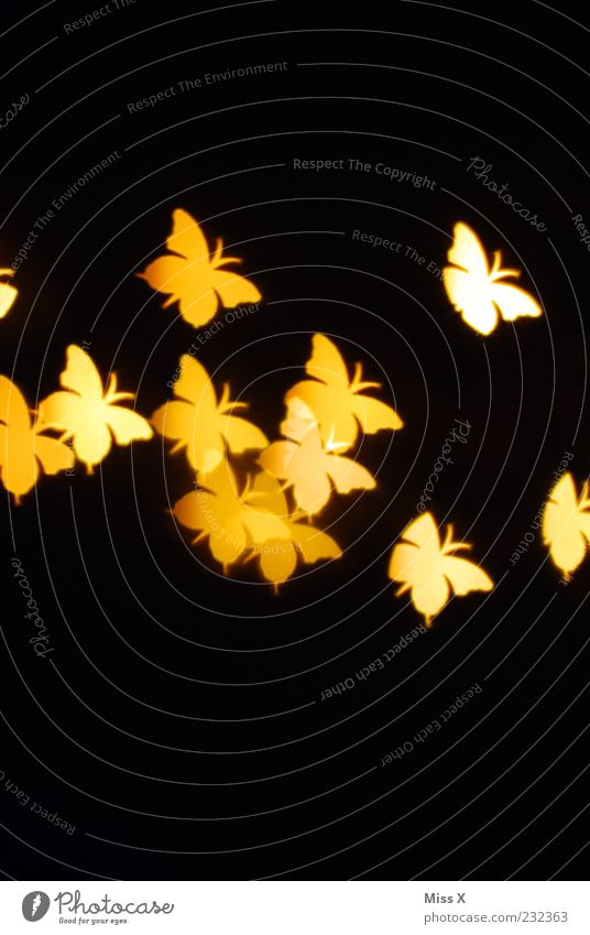 Lichtpunkte Tier Schmetterling Flügel Schwarm fliegen gelb Insekt Strukturen & Formen Lichterscheinung schwarz Farbfoto Muster Menschenleer Textfreiraum oben