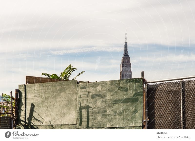 Empire State Building hinter einer Wand Skyline Stadt New York City Manhattan williamsburg Brooklyn Silhouette Zaun Holzwand Palme Schönes Wetter Farbfoto