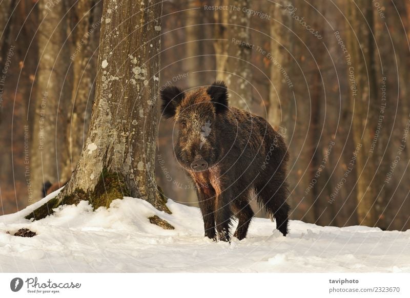 neugieriges Wildschwein im Wald schön Gesicht Spielen Jagd Winter Schnee Jugendliche Umwelt Natur Tier dunkel groß natürlich wild braun weiß gefährlich