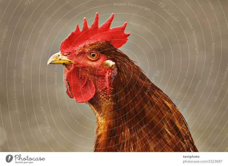Porträt eines braunen, bunten Hahnes Fleisch elegant schön Mann Erwachsene Natur Tier Vogel lustig natürlich grün rot Farbe Kopf heimisch Viehbestand Kamm