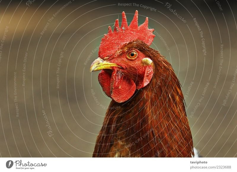 Porträt einer bunten Henne schön Gesicht Frau Erwachsene Natur Landschaft Tier Vogel natürlich braun rot Farbe Hähnchen Pute Schnabel Feder Federvieh Kopf