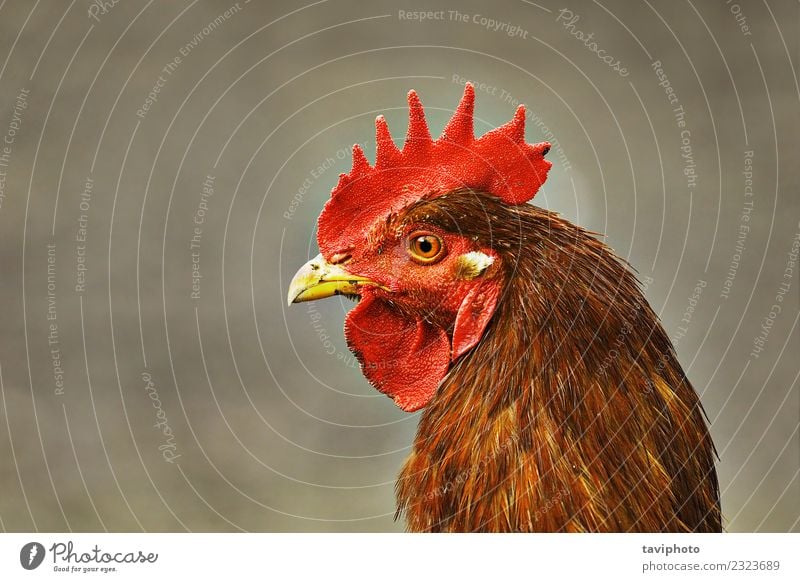 Porträt einer einheimischen beigefarbenen Henne schön Gesicht Frau Erwachsene Natur Landschaft Tier Vogel beobachten lustig natürlich braun rot Farbe Pute