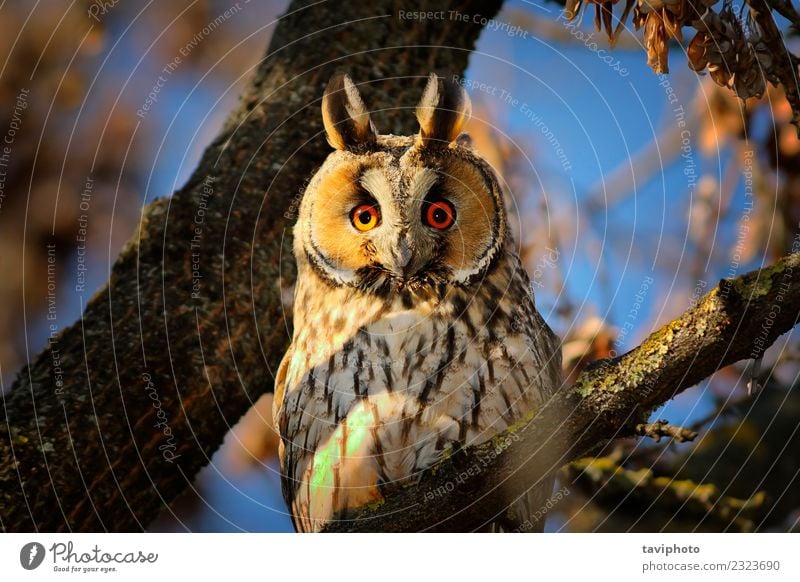 Porträt einer langgezogenen Eule schön Gesicht Umwelt Natur Tier Baum Wald Vogel sitzen natürlich niedlich wild braun Farbe asio Otus Waldohreule Gehör Tierwelt