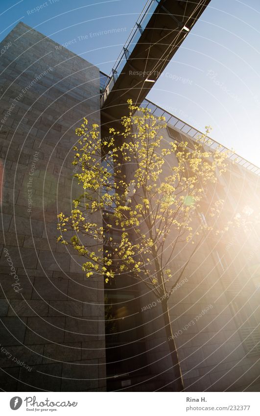 Frühling in Berlin Baum Gebäude Blühend gelb Lebensfreude Frühlingsgefühle Beginn Farbfoto Außenaufnahme Menschenleer Gegenlicht Brücke Fassade Sonnenlicht