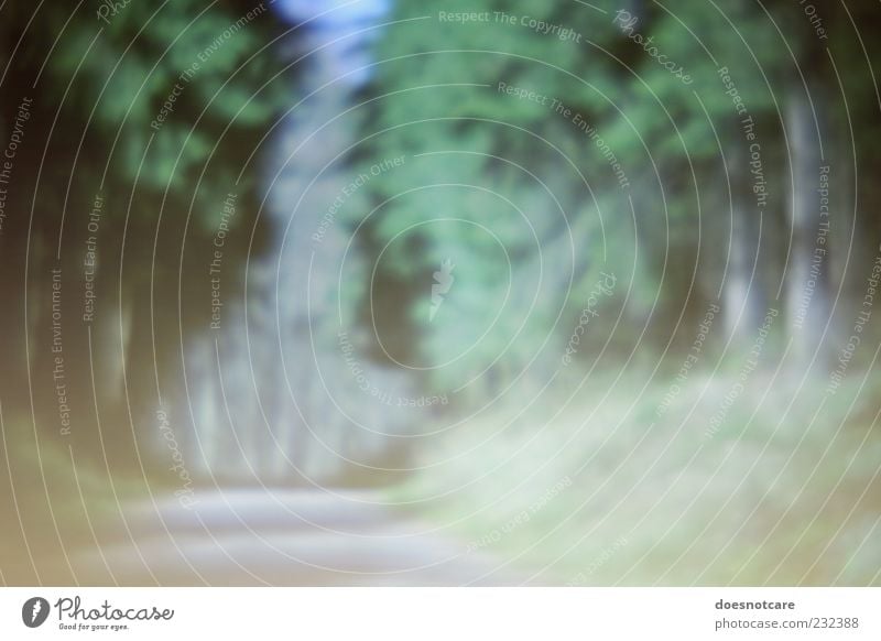 selbst:verloren Natur Wald Unschärfe Lomografie Fußweg Farbfoto Gedeckte Farben Außenaufnahme Experiment Menschenleer Textfreiraum unten Tag Sonnenlicht