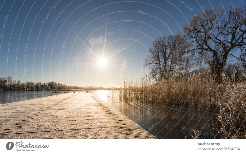 Sonnenflare über einen Steg im See Ferien & Urlaub & Reisen Winter Ostsee kalt blau 2018 Bansin Eis gefroren Gewässer Raureif Schilfrohr Schloonsee Sonnenschein