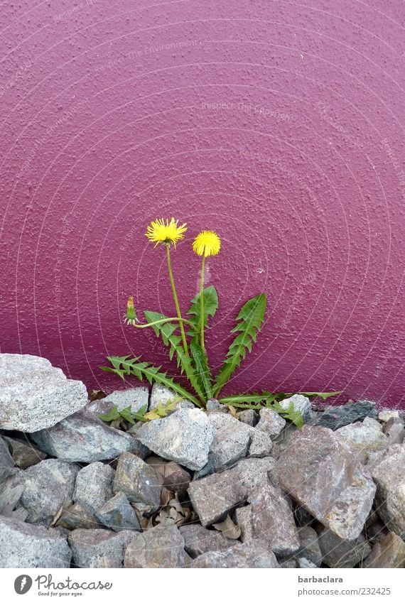Randgruppe Frühling Pflanze Löwenzahn Mauer Wand Stein Beton Blühend Wachstum schön natürlich gelb grau violett Frühlingsgefühle Farbe Farbfoto Außenaufnahme