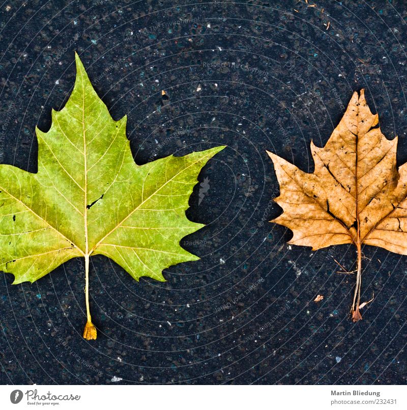 Herbst Umwelt Natur Blatt Beton alt eckig neu Originalität braun grau grün schwarz Ordnungsliebe Beginn Ende zwei Vergleich Farbfoto Außenaufnahme Menschenleer
