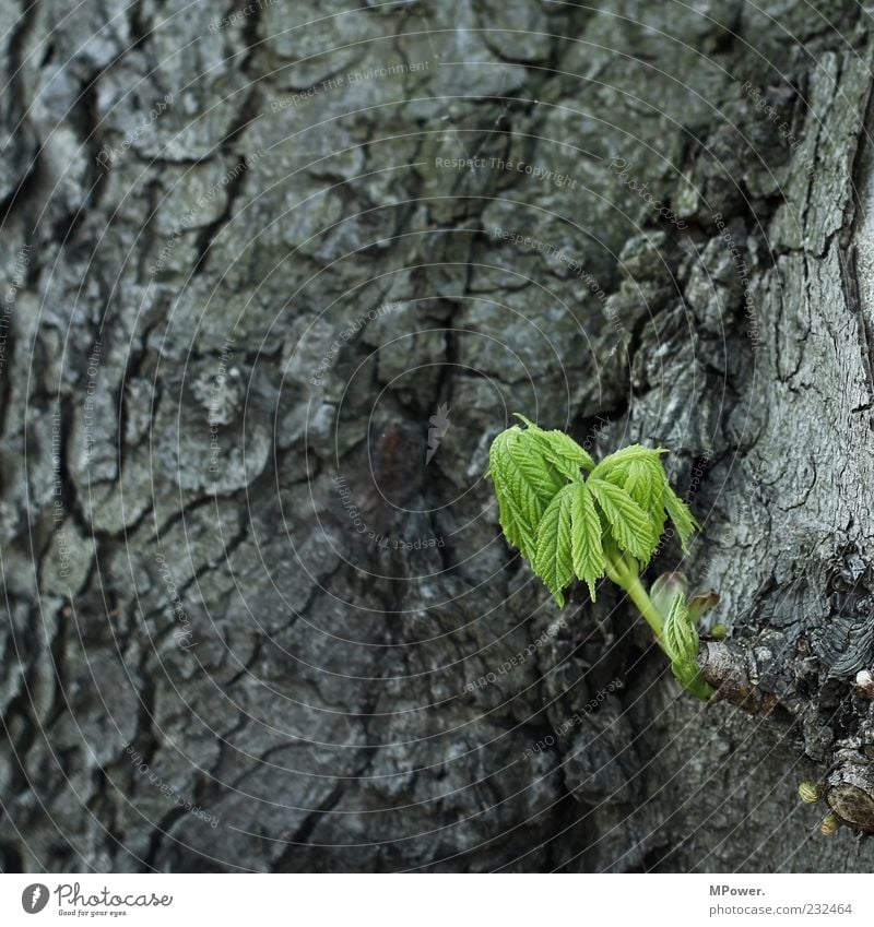 ... Umwelt Natur Pflanze Baum Blatt Holz Farbe Wachstum Baumrinde Baumschössling grün grau sprießen gedeihen alt 3 keimen Farbfoto Außenaufnahme Nahaufnahme