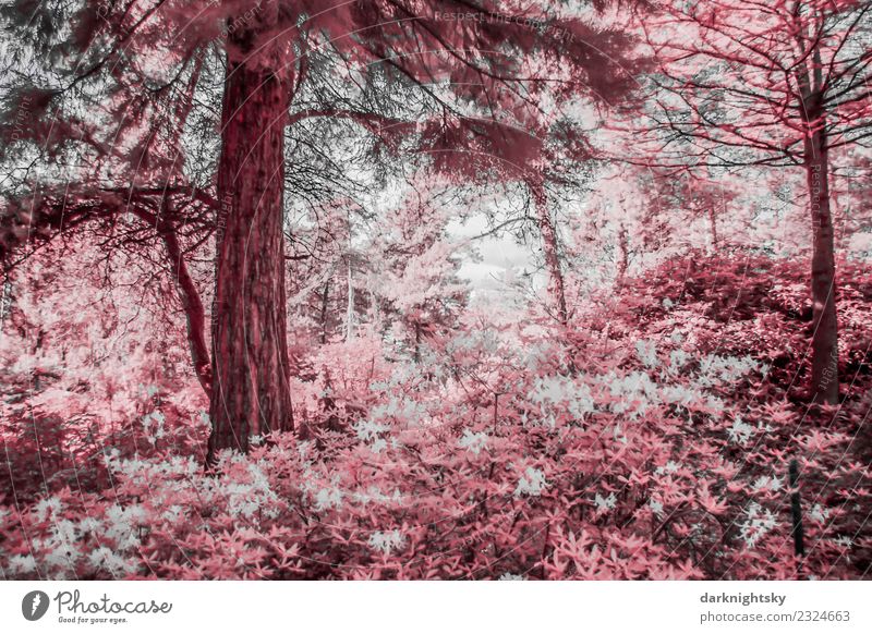 Szenische Ansicht eines Nadelwaldes mit Rhododendren in Infrarotfarben. Umwelt Natur Landschaft Pflanze Himmel Baum Blume Sträucher Blatt Grünpflanze