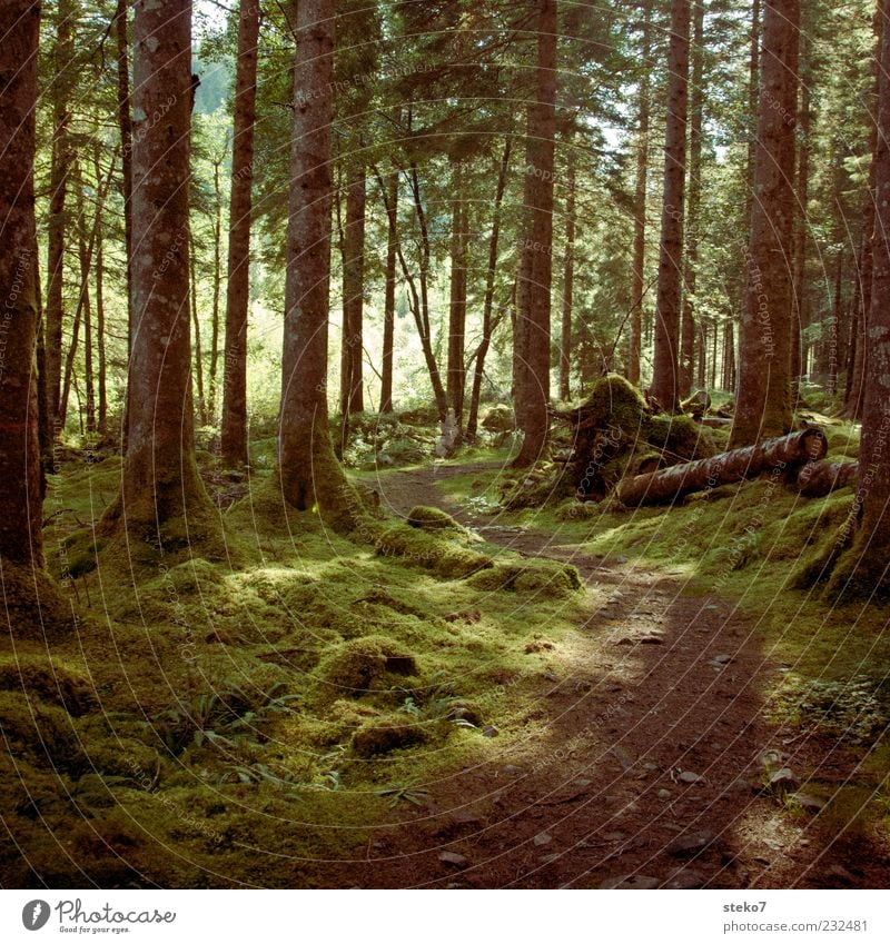 Rotkäppchens Arbeitsweg Wald Wege & Pfade schön grün Idylle Schottland Moos Nadelwald Farbfoto Außenaufnahme Menschenleer Sonnenlicht Baumstamm fantastisch