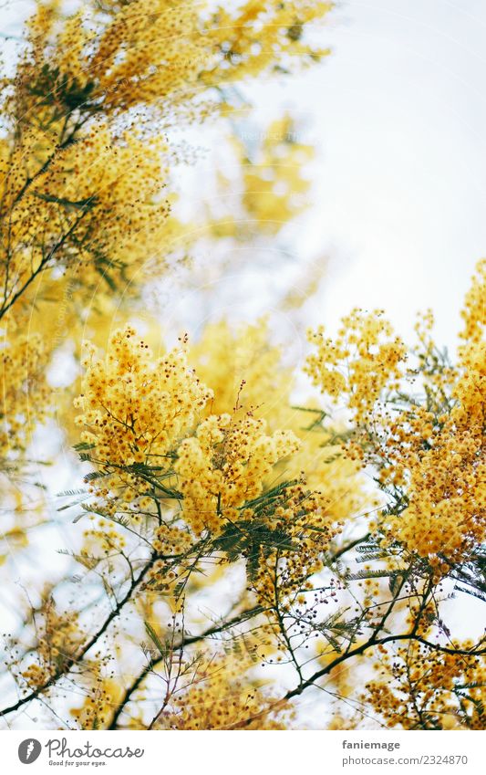 au temps des mimosas Umwelt Natur Schönes Wetter Baum Garten Park schön Mimose gelb Blühend Provence Marseille Frühling gelbgold strahlend Fröhlichkeit