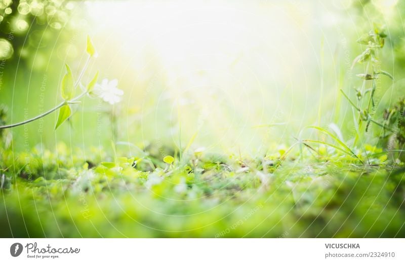 Sonniger Sommer Natur Hintergrund Lifestyle Design Garten Umwelt Pflanze Frühling Schönes Wetter Blume Gras Blatt Park Hintergrundbild grün Sonnenstrahlen