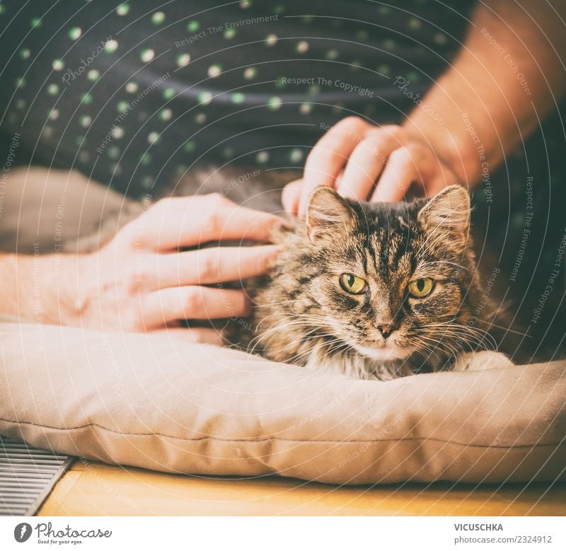 Männliche Hände streicheln Katze Lifestyle Häusliches Leben Wohnung Mensch maskulin Hand Tier Haustier Liebe Schutz Freundschaft Erholung Streicheln kümmern