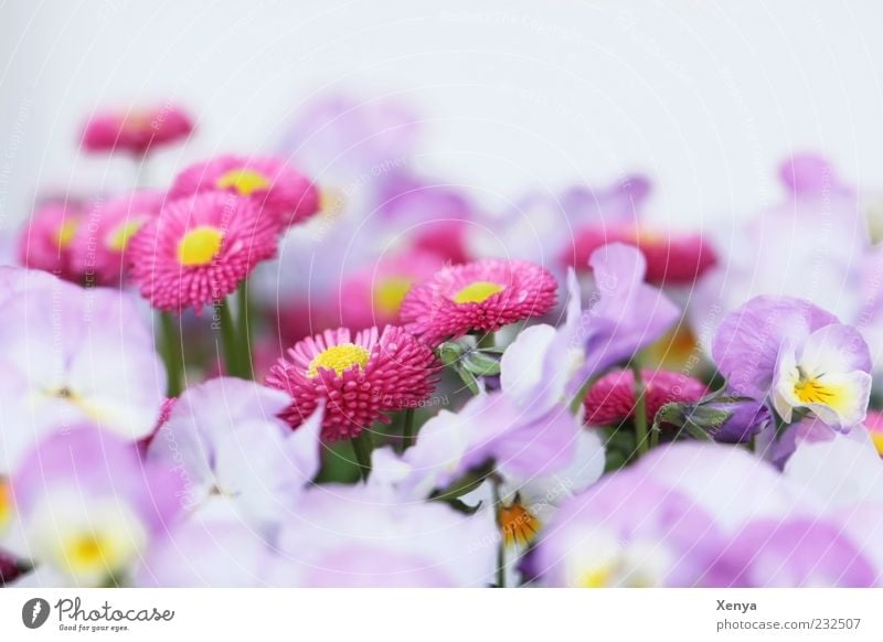 Blütenmeer Pflanze Blume Blühend ästhetisch violett rosa weiß Frühlingsgefühle zart Gänseblümchen Stiefmütterchen Farbfoto Außenaufnahme Makroaufnahme
