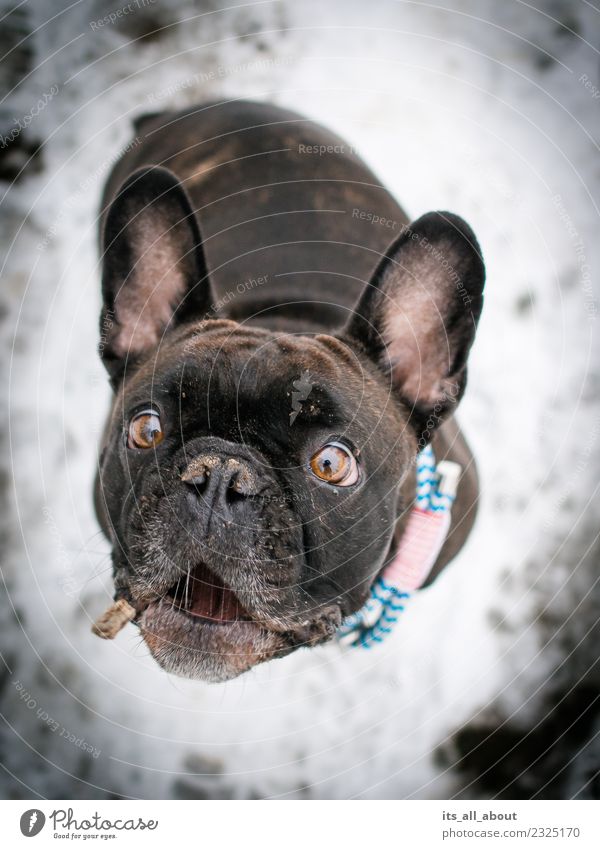 Schnapp! Tier Haustier Hund Französische Bulldogge 1 fangen Farbfoto Gedeckte Farben Außenaufnahme Hintergrund neutral Tag Schwache Tiefenschärfe