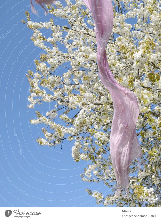 Frühling lässt sein rosa Band ... Natur Pflanze Wolkenloser Himmel Schönes Wetter Baum Blatt Blüte Schal fliegen blau fliegend Kirschblüten Kirschbaum
