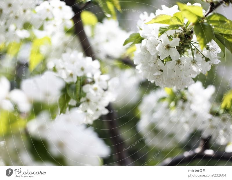 Frühling. Umwelt Natur Pflanze Sonnenlicht Klima Baum Blatt Blüte Nutzpflanze ästhetisch Blühend Frühlingstag Kirschblüten weiß Unschärfe grün Blütenknospen
