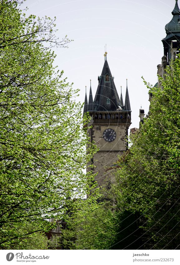 Prager Frühling Tschechien Hauptstadt Altstadt Kirche Bauwerk Architektur Sehenswürdigkeit Wahrzeichen historisch Baum Turm Kirchturmuhr Rathaus Rathausturm