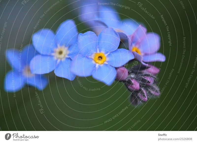 Vergissmeinnicht im Frühling Vergißmeinnicht Vergißmeinnichtblüte Frühlingsblüten Myosotis Blütenknospen Knospen Blütenblätter blaue Blüten April Blütezeit
