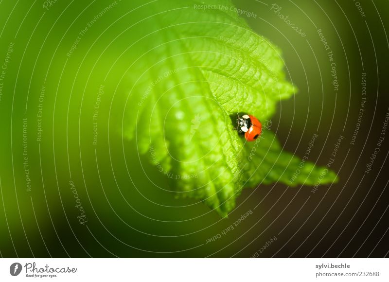 Willkommen im Frühling! Umwelt Natur Pflanze Tier Blatt Wildtier Käfer 1 Tierjunges krabbeln klein grün rot schwarz Glück Marienkäfer Insekt Farbfoto mehrfarbig