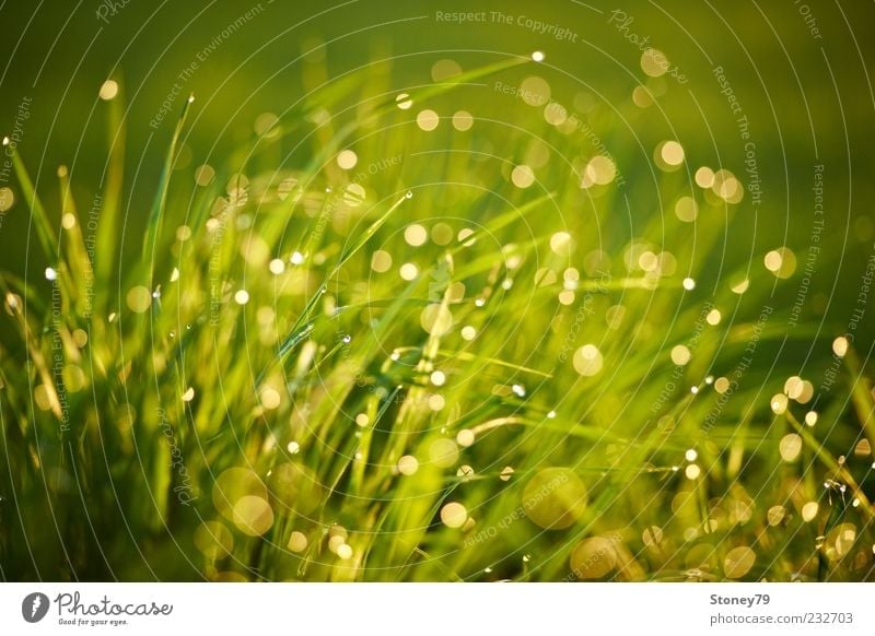 Gras Natur Pflanze Wassertropfen Sonnenlicht Schönes Wetter Wiese nass grün Tau glänzend Reflexion & Spiegelung Farbfoto Außenaufnahme Detailaufnahme