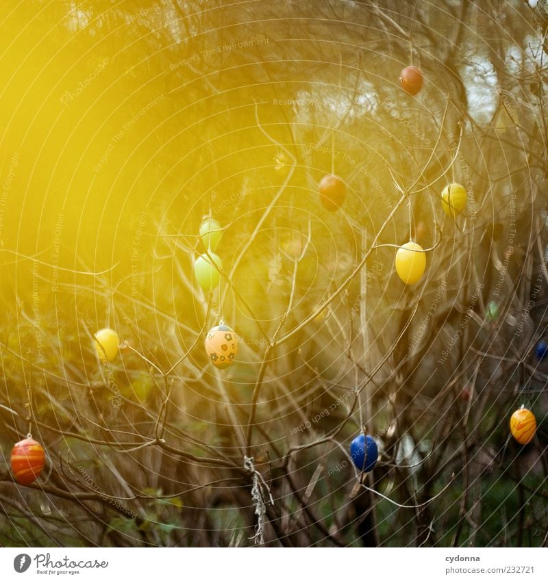 Golden Ei Ostern Umwelt Natur Frühling Baum Sträucher einzigartig Farbe Gefühle ruhig schön Zweige u. Äste Osterei Dekoration & Verzierung verschönern hängend