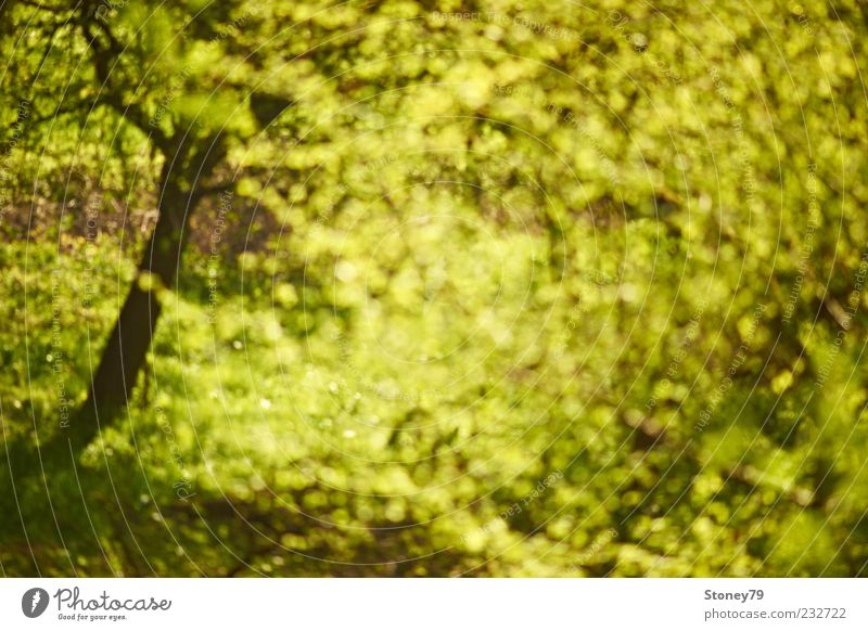 Frühlingsrausch Natur Pflanze Schönes Wetter Baum Blatt leuchten frisch wild grün Frühlingsgefühle Verwirbelung Jahreszeiten Farbfoto Außenaufnahme abstrakt